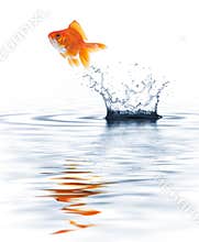 Goldfish jumping