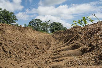 Dry bean soil ridge