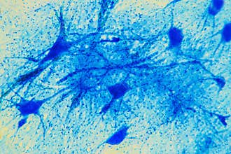 Cell microscopic- Neuron Tissue