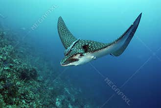 Spotted Eagle Ray