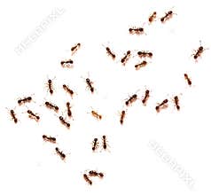 Ants