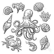 Set sea shell, coral, crab, shrimp and octopus.