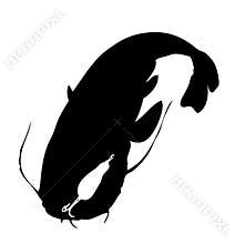 Catfish Wells fish on white background