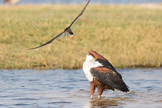 Fish eagle and Caspian tern in battle