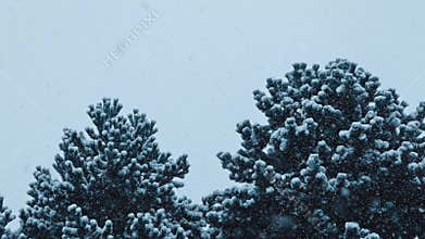 Bushy Trees In Blizzard