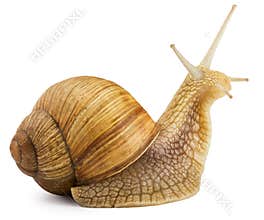 Snail