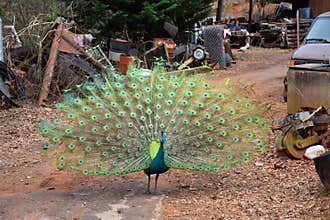 Male Peacock with Deployed Feathers.