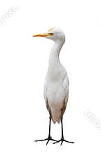 Egret Bird Standing
