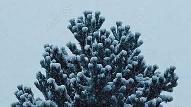 Bushy Pine Tree In Heavy Snowfall