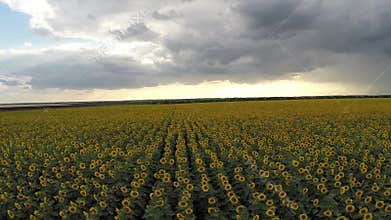 Field sunflower with natural sound