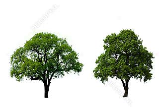 Two green oak tree