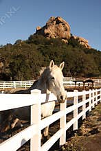 Horse on Ranch in California