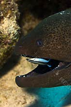 Giant moray eel and a Bluestreak cleaner wrasse