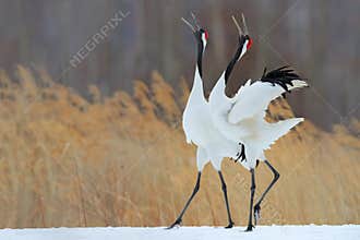 Bird behaviour in the nature grass habitat. Dancing pair of Red-crowned crane with open wing in flight, with snow storm, Hokkaido,