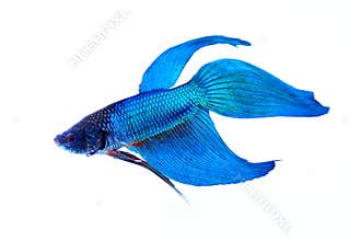 Siamese fighting fish
