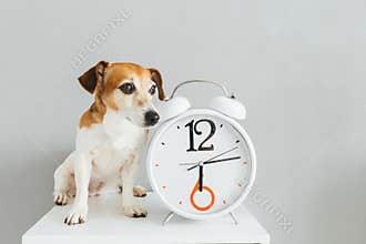 Small cute dog sitting near white clock