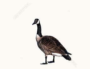 Canadian goose