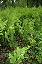 Fiddlehead Ferns