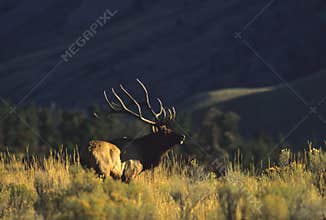 Bugling Bull Elk in Sage