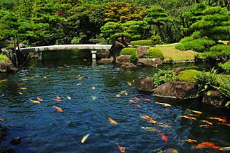 Fish Pond at Japanese Garden