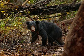 Wild sloth bear, Melursus ursinus, in the forest of Wilpattu national park, Sri Lanka. Sloth bear staring directly at camera, wild