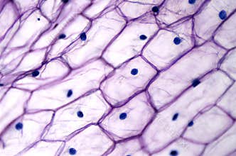 Onion epidermis with large cells under light microscope