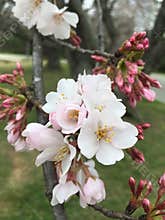 Fruit tree in bloom