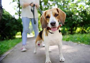 Close up photo of young woman walking with Beagle dog in the summer park
