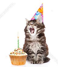 Cat in birthday hat blows out the candles on the cake. isolated on white