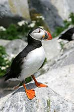 Wild Puffin on Seal Machias island in the North Atlantic