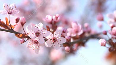 Beautiful sakura. Flowering pink cherry.