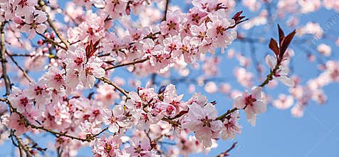 Seasonal spring flowers trees background
