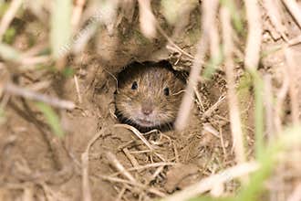 Mouse