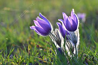 Springtime season. Beautiful purple flowers blooming in a sunny day. With a natural colored background of the meadow. Pasque flow