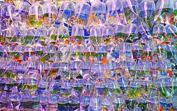 Fish for Sale: A variety of overly crowded fresh water aquarium fish sold in Transparent Plastic Bag