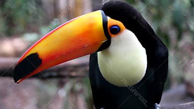 Big Toucan