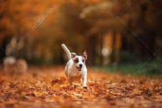 Jack Russell Terrier dog with leaves. gold and red color, walk in the park