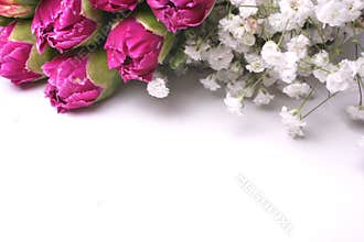 Carnation Frame Collection
