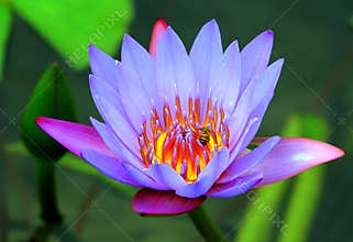Honey bee on water lily flower