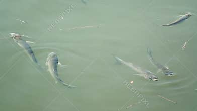 Lake fish dirty water swim audio