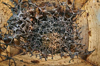 Healthy Stingless Bees Hive