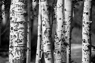 Aspen tree trunks carved graffiti
