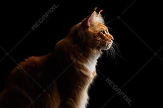 Ginger Maine Coon Cat Isolated on Black Background