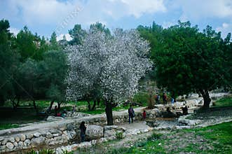 Holy land Series -Almond tree in Ayalon Park