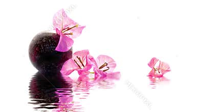 Seamless loop - Zen Bougainvillea composition, water reflections, HD video
