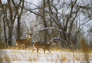 Whitetail Buck and Doe