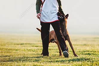 Beloved dog breed Belgian shepherd dog walks next to man and looks in the eyes