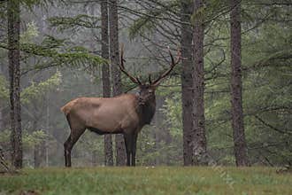 Bull Elk