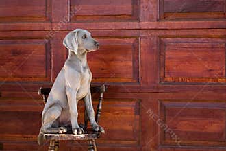 Dog weimaraner
