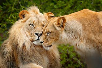 Portrait of pair of African lions, Panthera leo, detail of big animal, evening sun, Chobe National Park, Botswana, Africa. Cat in